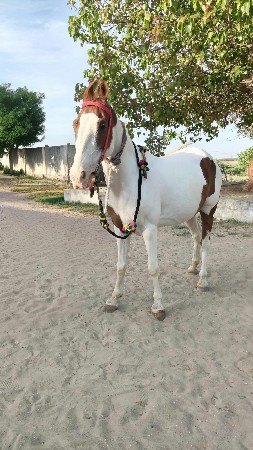 ઘોડી વેચવાની છે