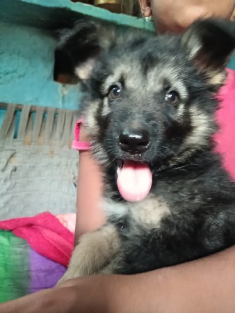 ડબલ કોટ જર્મન સેફરડ