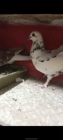 ભાઈ જોતો વેચાવ છે