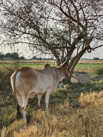 થંબનેલ 2