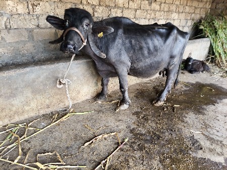 સોહાડા સો 6લીટર દૂધ