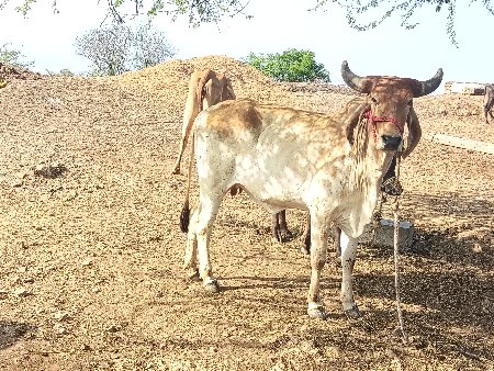 ગાય વેચવા ની છે