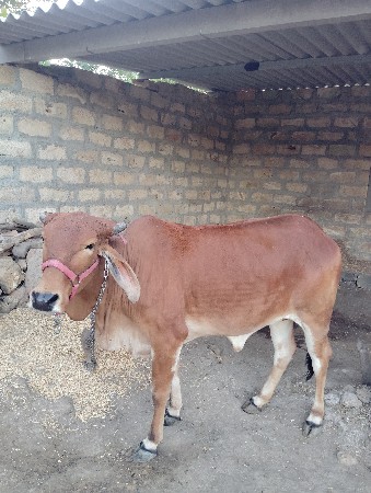 હોડકી વાછડી દેવાની છે