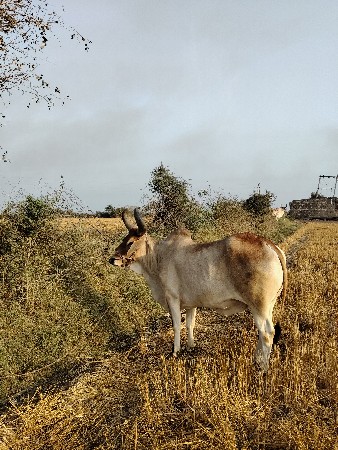 थंबनेल 3