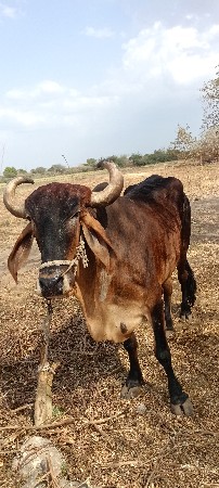 બળદ વેચવાનો છે