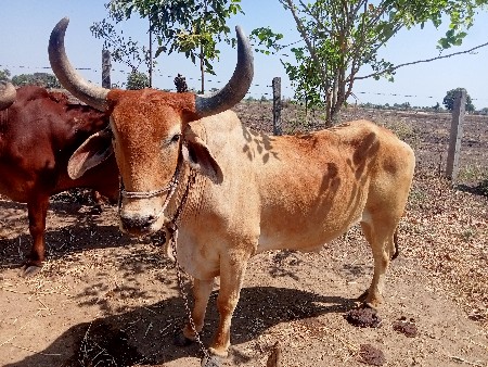 હરેશભાઈ પરમાર