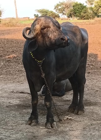 ખડેલી વેચવાની છે