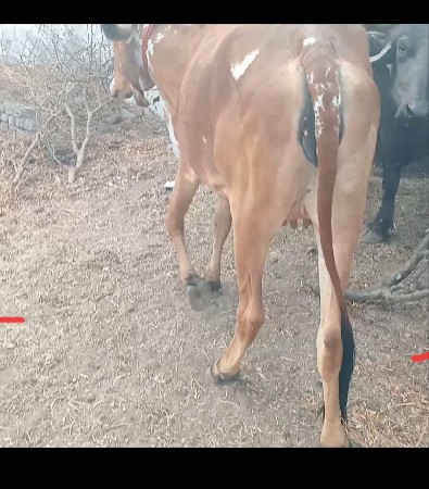 ગાય વેચવાની છે