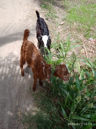 થંબનેલ 3