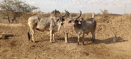 થંબનેલ 3