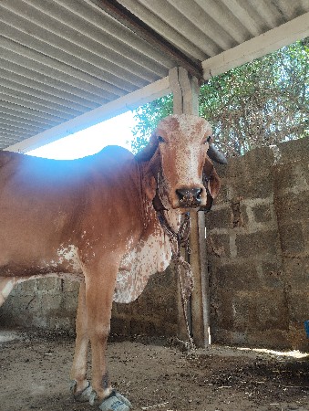 ગીર ગાય વેચવાની છે