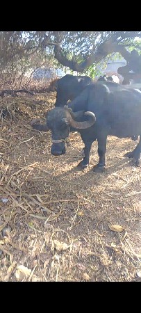 ભેસ વેચવાની છે