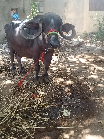 વેતર માં 3