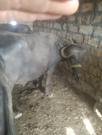 થંબનેલ 2