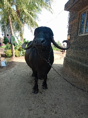 थंबनेल 2