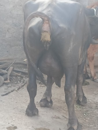 આ ભેંશ વેચવાની સે