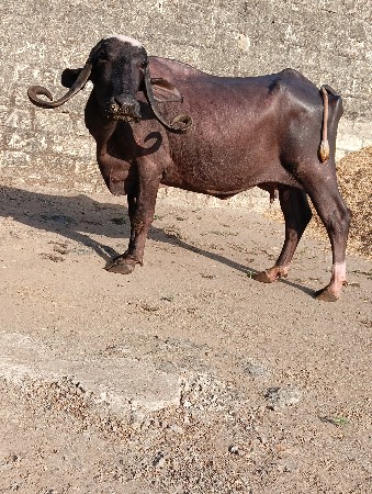 ભેસવેસવાનીસે