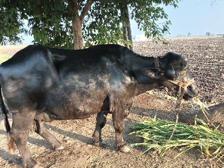 वेसवानि सै