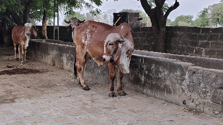 थंबनेल 3