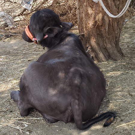 थंबनेल 2