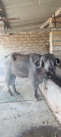 જાફરાબાદી ખડાય વેચવાની છે