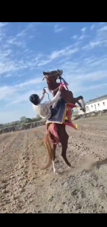 આ ઘોડો વેચવાનોશે  બાલભમરીનો ચોખો