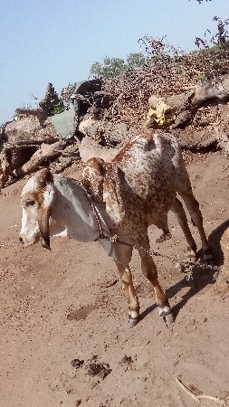 ગીરકબૂતરો બુલ વેચવાનો છે
