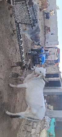 બળદ લોખડ નુ ગાડુ