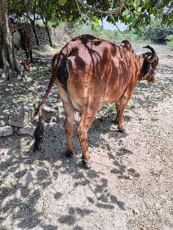 gay vechavana ni che