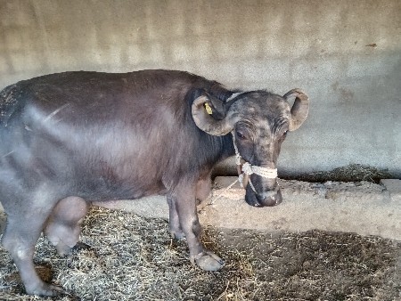 थंबनेल 3