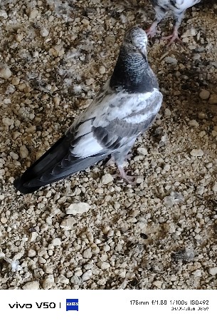 કબૂતર વેચવા ના છે