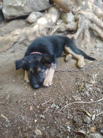 zarman shepherd female puppy