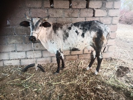 ગાય વેસવાની સે