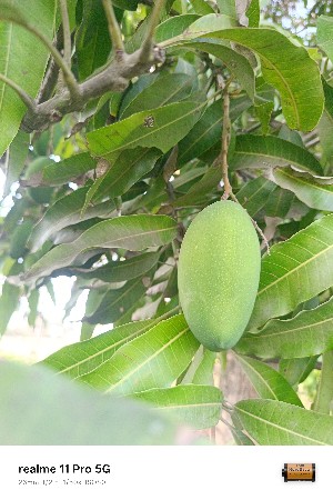 અથાણાં માટે કેરી