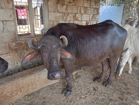 ભેષ વેચવાની છે