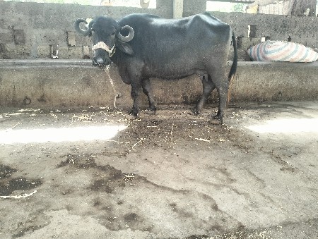 ખળેલી વેચવાની છે