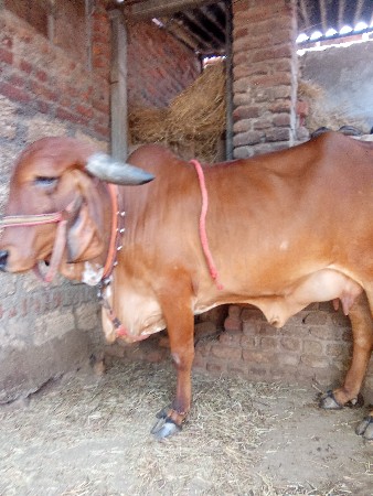 હોળકી વેચવાની છે