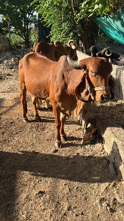 વેચવાની છે