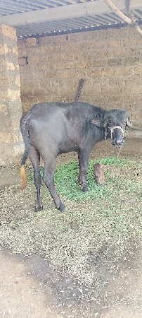 ત્રણ વર્ષની પાર્ટી