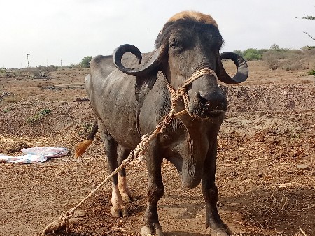 ખોટા ફોનનોકરતા