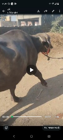 વેસવાનીછે