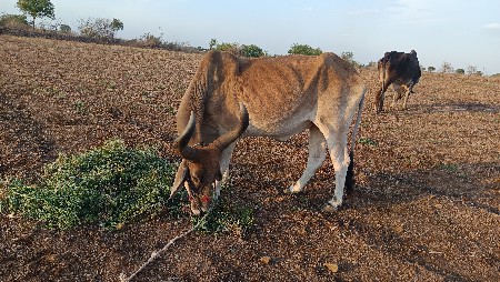 બળદ વેચવાનો છે