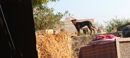 थंबनेल 3