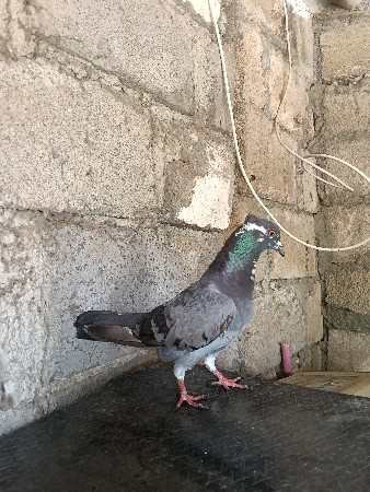 થંબનેલ 2