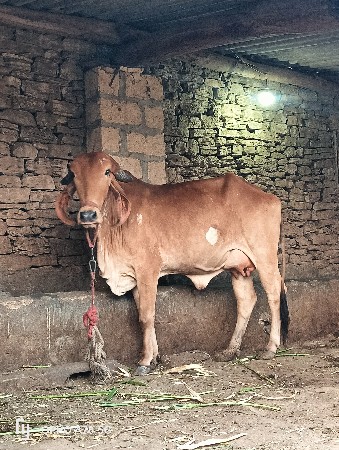 ગાય વેચવાની છે