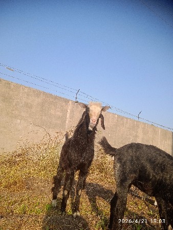 બે બકરા વેચવા ના છે