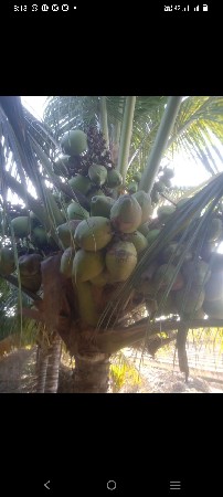 ડીટી રોપ બનાવવા માટે