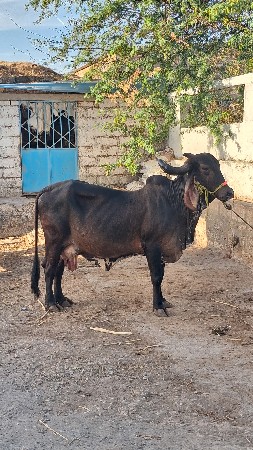 ગાય વેચવા ની