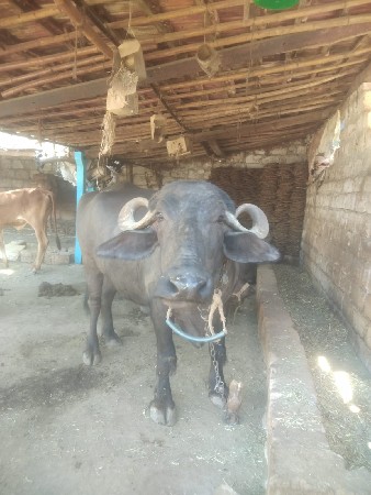 थंबनेल 3