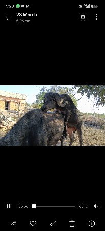 થંબનેલ 2